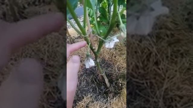 Искусство садоводства и ландшафтного дизайна