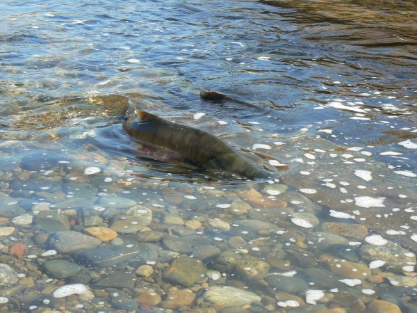 Кета идёт на нерест.