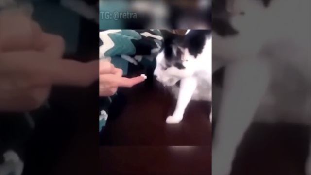 Реакция кошек на Дуриан))) смотреть онлайн