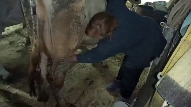 Первое доение новой коровы. смотреть онлайн