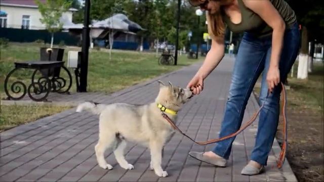 Щенки Хаски 2 месяца желтый ошейник 12062018 смотреть онлайн