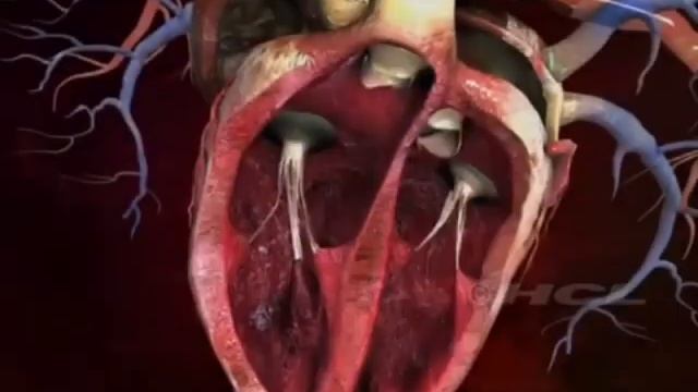 рассказ о нашем сердце❤#video смотреть онлайн