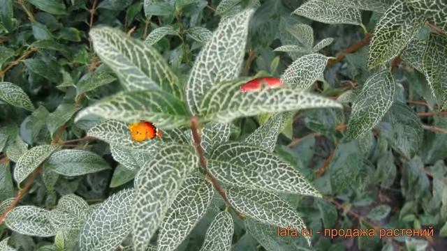 Форзиция корейская Кумсон (forsythia) ? форзиция Кумсон обзор: как сажать саженцы форзиции Кумсон смотреть онлайн
