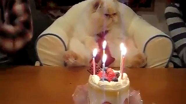 У кота день рождения.mp4 смотреть онлайн