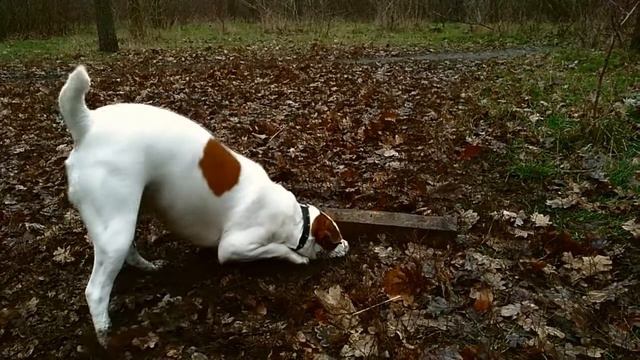 White pet - Парсон рассел терьер смотреть онлайн