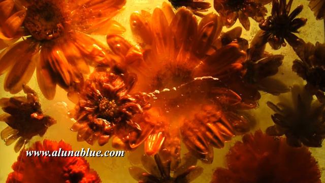 Frozen Flowers Time Lapse 0402 HD Stock Video смотреть онлайн