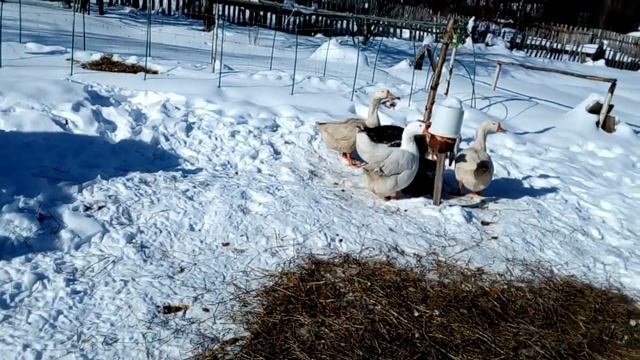 Гуси , утки , индюки смотреть онлайн