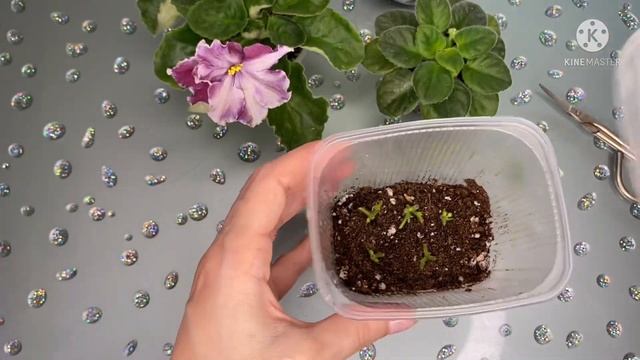 Размножение фиалки-химеры цветоносом. Результат. смотреть онлайн