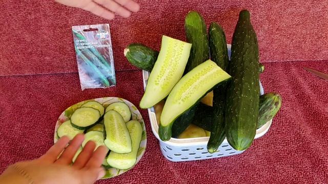 Сорт огурца китайский "Болезнеустойчивый" обладатель лучшего иммунитета среди огурцов смотреть онлайн