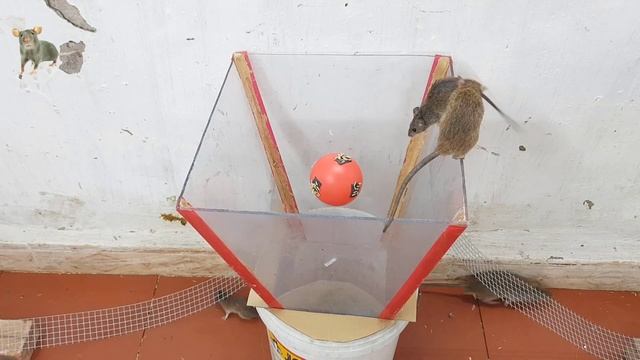 Mouse trap bottle - Mouse trap game - Guide do mouse trap смотреть онлайн