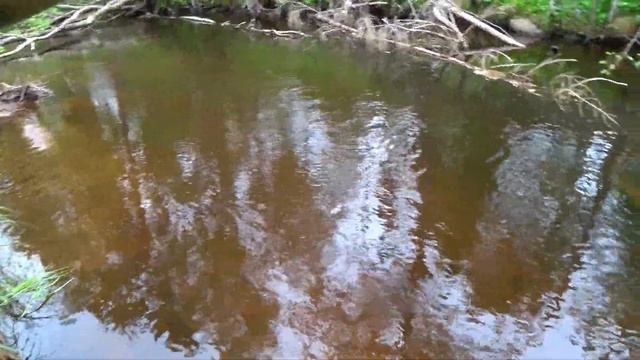 Ручьевая форель на спиннинг смотреть онлайн