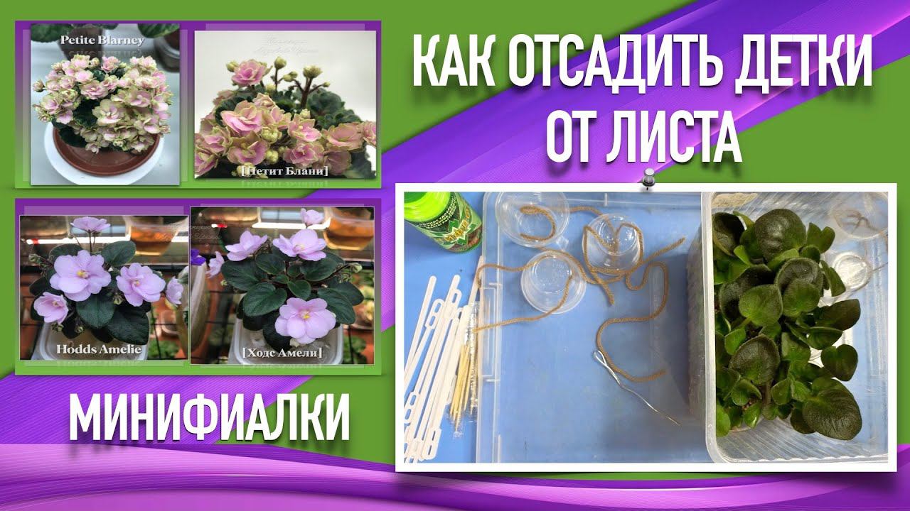 Как отсадить детки от листа. Показываю на минифиалках