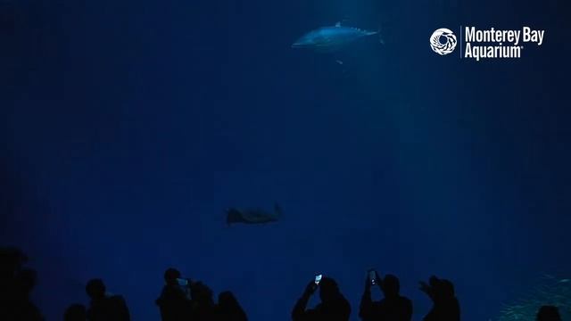 When you fish upon a sea star, you get the Open Sea Cam! | Monterey Bay Aquarium Live Cam смотреть онлайн