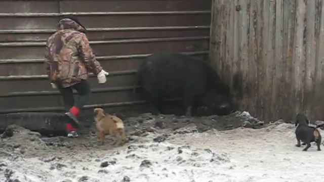 Бордер терьер Рэсси гоняет кабанчика