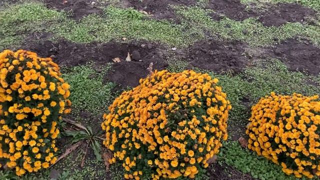 Как сохранить мультифлору зимой? смотреть онлайн