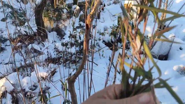 Как вырастить бамбук в Беларуси смотреть онлайн