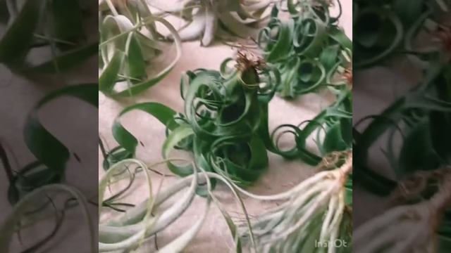 Тилландсии, уход смотреть онлайн