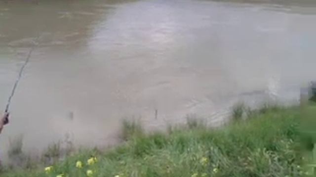 Сом в Егорлыке смотреть онлайн