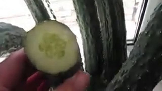 Огурец НИ ХАО F1.Китайский рекордсмен 中国纪录保持者！黄瓜倪浩F1.Chinese record holder!Cucumber NI HAO F1. смотреть онлайн