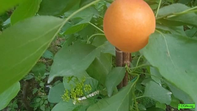 Абрикос сорт Цунами ранние сорта абрикоса Астрахань 2023г