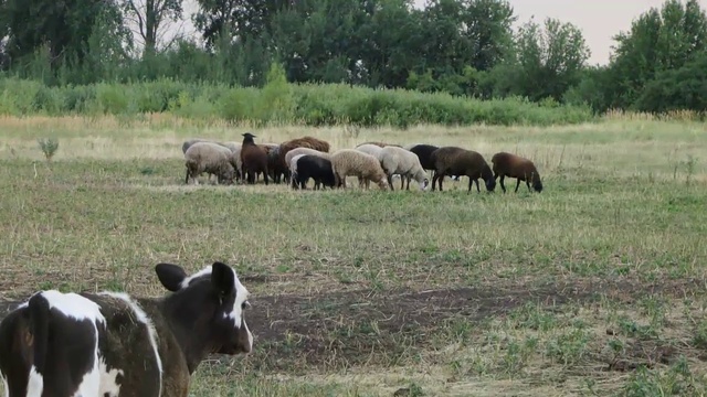 Экопродукты –это здоровье (Воронеж) смотреть онлайн