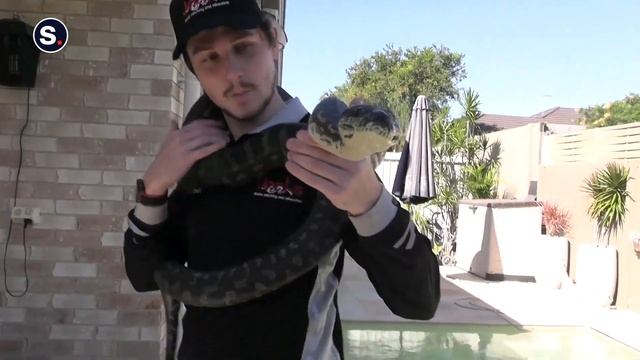 'Massive' Carpet Python Lunges at Brisbane Snake Catcher смотреть онлайн
