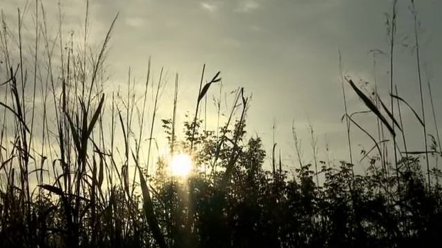 Озеро трофейных карпов.avi смотреть онлайн