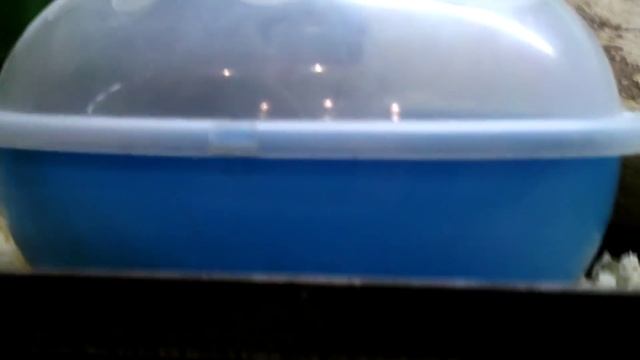 Стайка смешных шиншилл смотреть онлайн