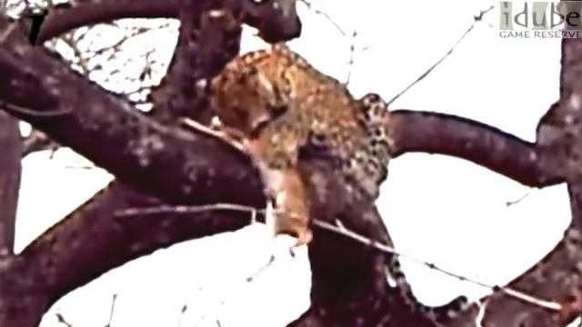 INCREDIBLE LEOPARD SIGHTING | South African Wildlife смотреть онлайн