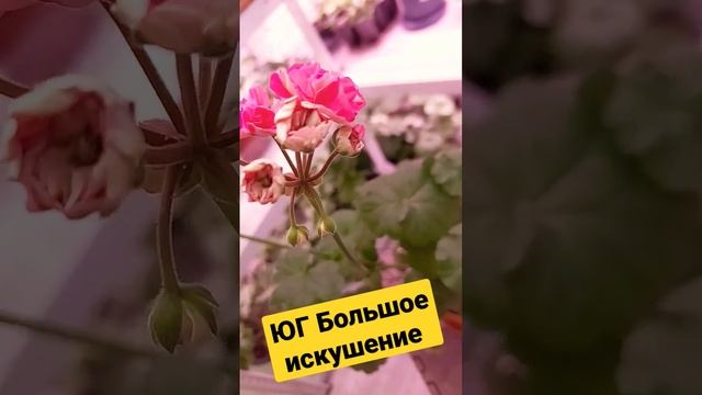 Прекрасная пеларгония ЮГ Большое искушение смотреть онлайн