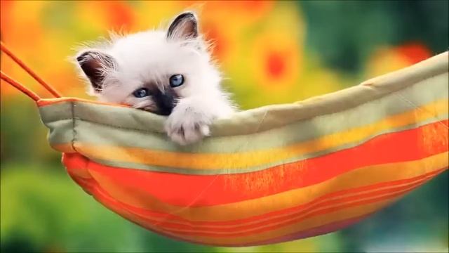 Свекровь видеть не хочу, а муж защищает: -Мама хотела как лучше! Истории из жизни. Жизненные истори смотреть онлайн