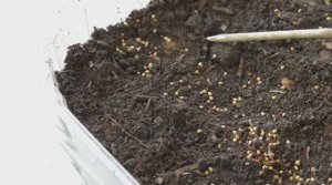 Сею семена клубники на рассаду