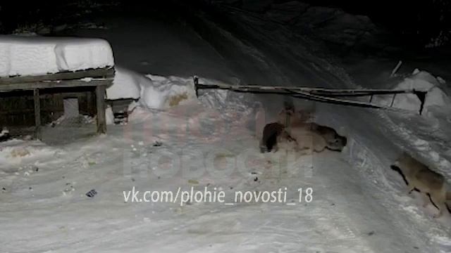 Стая волков грызут собаку. a pack of wolves arrived at the house смотреть онлайн