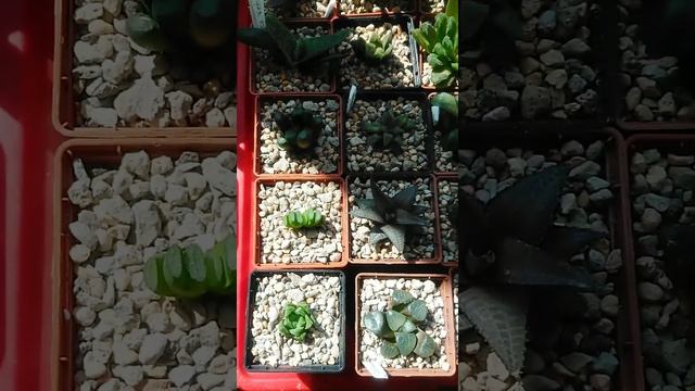 Хавортия трунката trunkata #haworthia #succulents #суккуленты #хавортия #суккулент смотреть онлайн