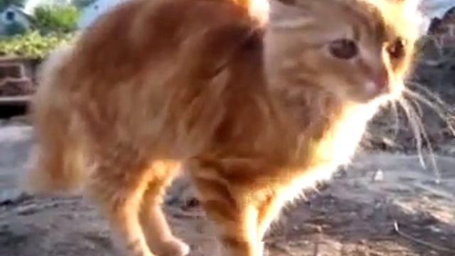 кошачий прикол смотреть онлайн