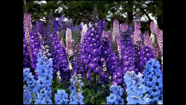 ✿Rebecca Tripp✿ - The Delphinium, Gladiolus and Hollyhock смотреть онлайн