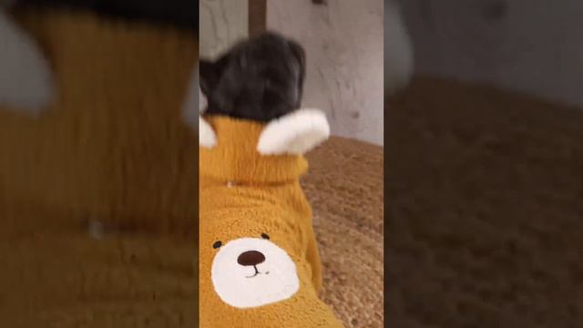 Видео для карточки товара зоотовары смотреть онлайн