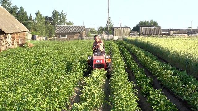 Мтз 132н Второе окучивание на новых колесах