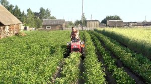 Мтз 132н Второе окучивание на новых колесах