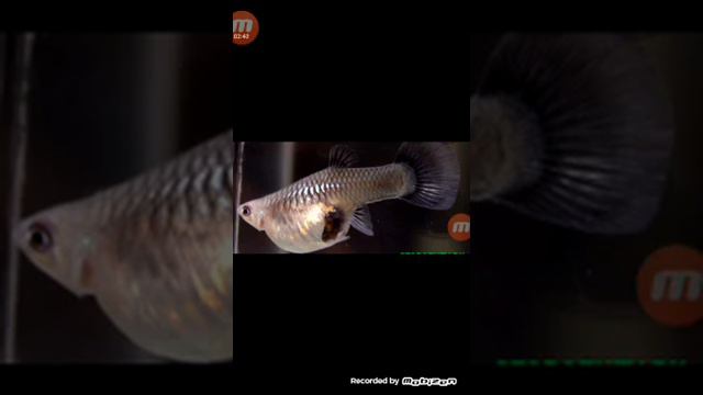 Как разводить гуппи смотреть онлайн