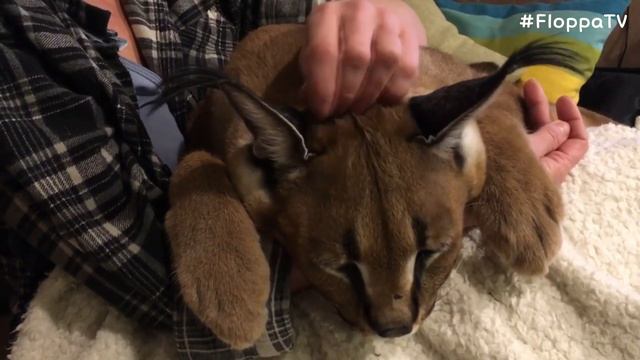 Big Floppa Purring : Caracal смотреть онлайн
