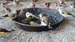 Кормление певчих птиц . Птицы в вольере .