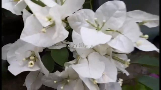 Varieties of BOUGAINVILLEA Plant / Bougainvillea Flower смотреть онлайн