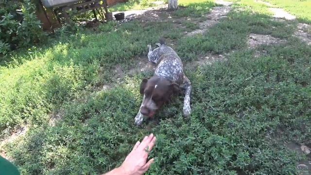 Курцхаар -Комета! Нежный шустрик! смотреть онлайн