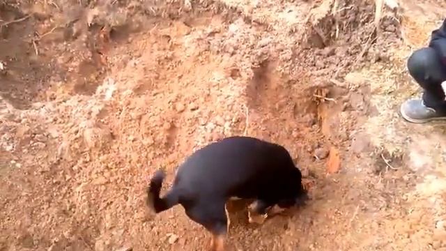 Главный специалист по копанию ям :) смотреть онлайн