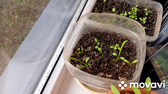 Погодные качели. Побелка деревьев. Боремся с кротами. Растишки. смотреть онлайн