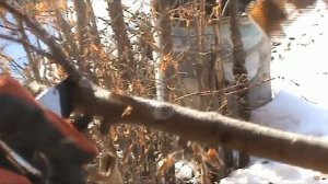 Весенняя обрезка ранеток. Мастер-класс ландшафтного дизанера Елены Муллагуловой