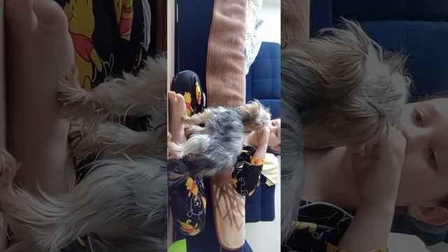 утренний уход за йорком??❤Рассказываю как чистить уши и глаза! смотреть онлайн