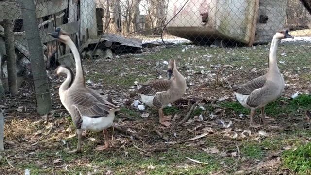Китайские гуси. Сhinese geese. смотреть онлайн