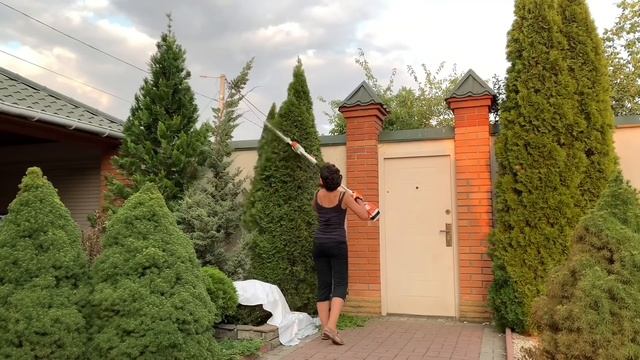 Формирую верхушку туи. Зачем? Когда? Как? На примере Туи Смарагд